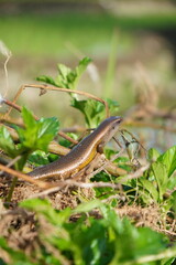 A small, brown lizard with yellow stripes sunning itself on a plant in a field