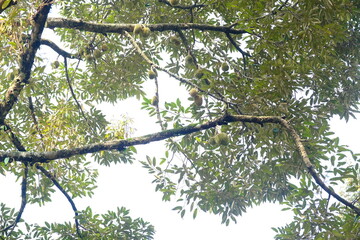 Durian tree in the morning with white background