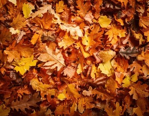 pile of autumn leaves texture nature fall leaf closeup macro textured background