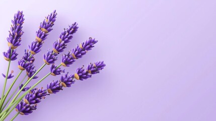 A beautiful arrangement of lavender flowers against a soft purple background, perfect for enhancing any design or decor with a touch of nature.