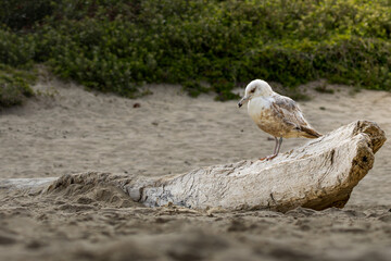 A lonely seagull perched on a driftwood log on the beach
