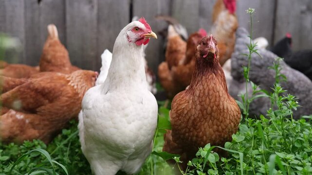 Farm animals such as chickens cluck around the yard searching for insects in the soil. A flock of chickens runs around, scratching and pecking at the dusty ground.