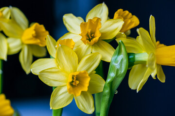 Obraz premium Bright yellow daffodils in full bloom arranged elegantly in a vase against a dark background during spring