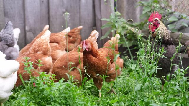 Farm animals such as chickens cluck around the yard searching for insects in the soil. Flock of chickens runs around, scratching and pecking at the dusty ground.