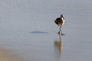 whimbrel on a beach