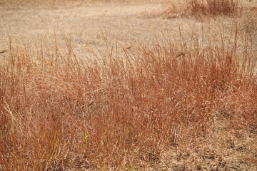 dry, barren grass due to endless heat