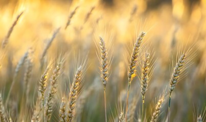 Fototapeta premium Close up view of golden wheat stalks in a field, Generative AI 