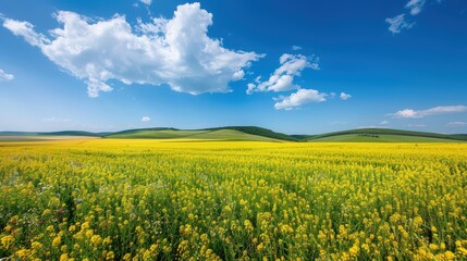 Fototapeta premium Vibrant Yellow Flower Field Under Blue Sky