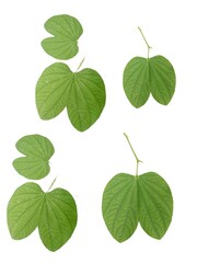 Bauhinia purpurea is a species of flowering plant in the family Fabaceae.A collection of green Bauhinia leaves isolated on a white background.