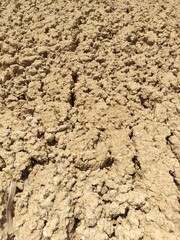 The texture of dry muddy soil is light brown in color