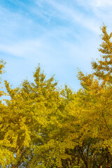 Obraz premium 福岡県八女郡広川町 太原のイチョウ