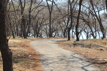 The woody soil texture is full of dryness