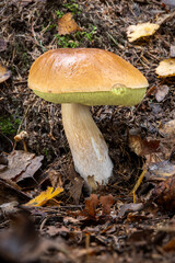 Amazing edible Boletus edulis mushroom known as cep, porcini or penny bun in coniferous forest