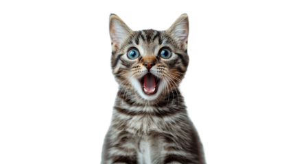 PNG, Cat, Dog + Emotion, created on the basis of artificial intelligence of Generative AI technology.