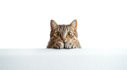 PNG, Cat, Dog + Emotion, created on the basis of artificial intelligence of Generative AI technology.