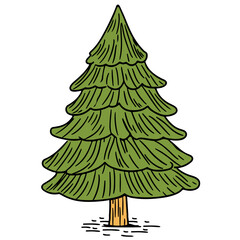 a green pine tree with a brown trunk