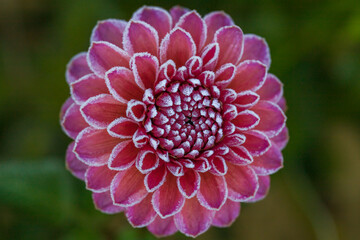 First autumn frost in the garden. Pink dahlia flower covered in ice crystals after first killing...