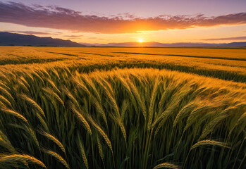 Obraz premium A distant shot of a vast barley field stretching towards the horizon. The barley is a uniform golden color, creating a sea of color that fades into the distance. The sun is setting