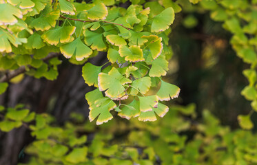 The green ginkgo leaves are turning yellow. autumn