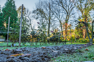 First autumn frost in the garden. Dahlia flowerbed damaged after first killing frost of the season....