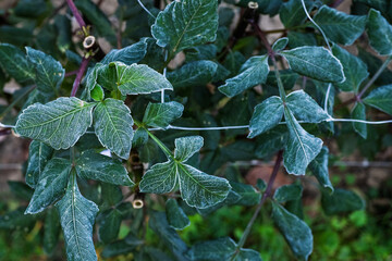 First autumn frost in the garden. Dahlia plants foliage covered with crystals first killing frost of the season. Frozen dahlias, end of growing season.