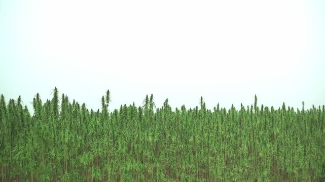 Wide shot of an expansive hemp field reaching toward a clear, white sky, highlighting sustainable agriculture and natural crop growth. Wide shot hemp field agriculture, hemp field healthy mind concept