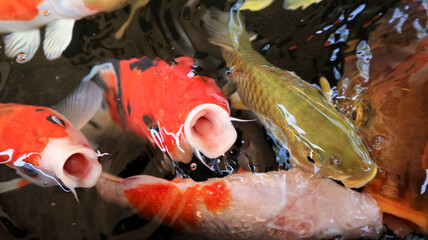 A vibrant close-up of colorful koi fish swimming in a pond, showcasing their striking patterns and...
