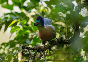 Obraz premium Purple-Crested Turaco