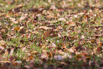 Late fall, brown fallen leaves falling on the lawn.