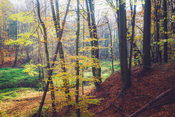 Autumn nature landscape. Sunny autumn forest. Beautiful colorful trees in woodland. Scenic wild nature in Bakony forest, Hungary