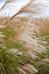 すすき揺れる日本の秋の風景
