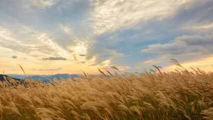 すすき揺れる日本の秋の風景