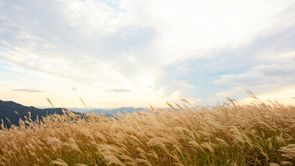 すすき揺れる日本の秋の風景
