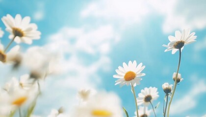 Bright daisies bloom under a clear blue sky on a sunny day in a vibrant meadow