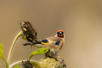 portrait d'un très joli chardonneret mangeant une graine de tournesol pendant sa migration