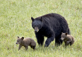black bear cub