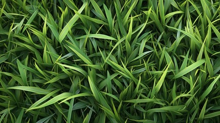 Fototapeta premium A close-up view of lush green grass blades, creating a textured background.