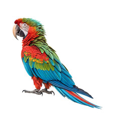 Fototapeta premium Scarlet macaw parrot stock image with vivid colors and exotic beauty, isolated on a transparent background for creative tropical-themed projects