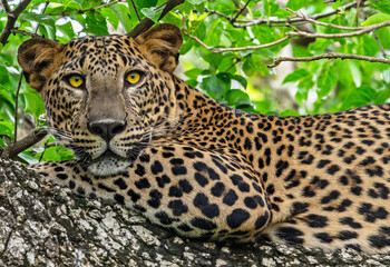 leopard on a tree