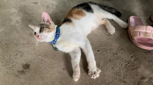 A calico cat lounging on the ground near a pair of pink slippers.