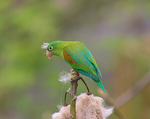 green winged macaw
