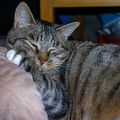 Gray cat with black stripes sleeps sweetly with its head on the pillow and resting on its paw. Ears sticking out, eyes closed, long whiskers