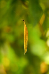 Close up of yellow hanging leaf