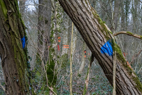 Le marquage des arbres en for&ecirc;t est r&eacute;alis&eacute; par l'Office National des For&ecirc;ts. les traits de peinture de diff&eacute;rentes couleurs permettent de conna&icirc;tre les arbres &agrave; couper dans une parcelle.
