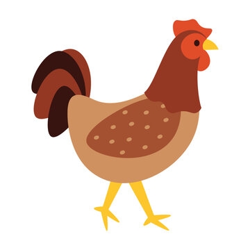 Chicken Vector Illustration - 07