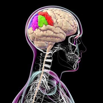 Human brain with highlighted parietal gyri, 3D illustration