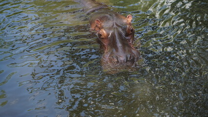 Fototapeta premium Hippopotamus or Hippopotamus amphibius recording soaking in the water at Gembiroloka Safari Park, Yogyakarta. Indonesia