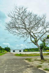 A solitary barren tree stands in a field beside an isolated white building, under a cloudy sky, evoking solitude and rural tranquility.