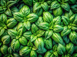 Fototapeta premium Aerial view of basil plant, showing intricate leaf patterns.