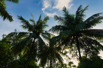 The palm tree shot from below on Maldives island